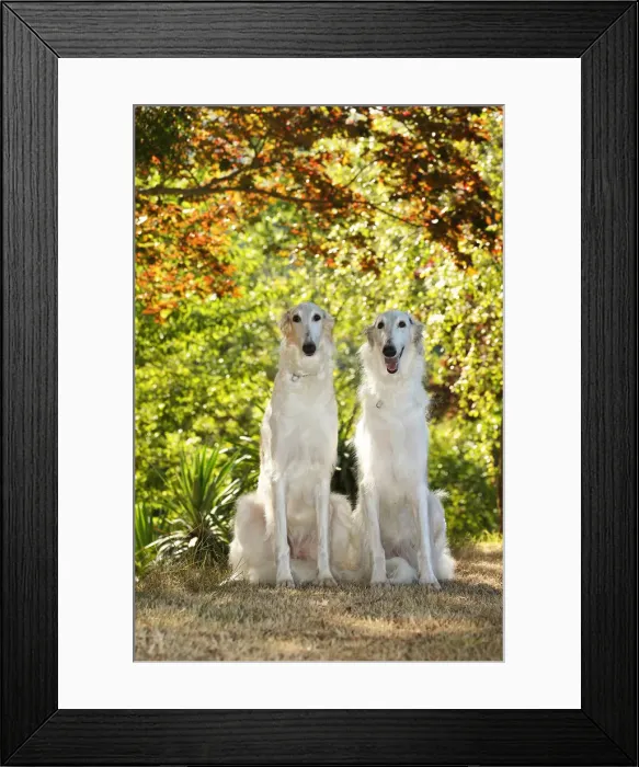 Framed Print : BARZOI. Two Borzoi dogs outdoors in the woods Framed Print : BARZOI. Two Borzoi dogs outdoors in the woods