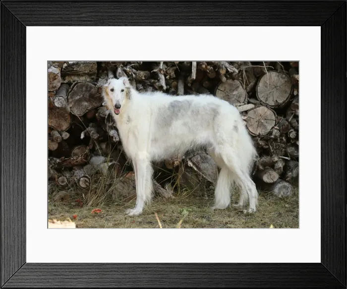 Framed Print : BARZOI. Borzoi dog outdoors Framed Print : BARZOI. Borzoi dog outdoors