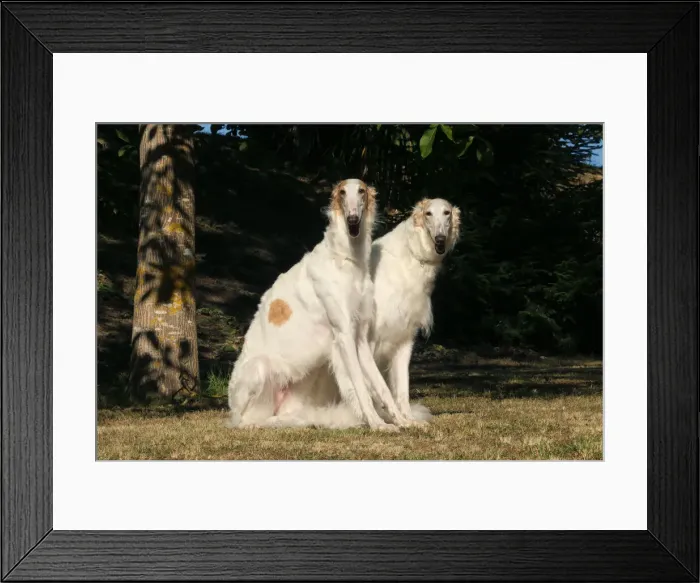 Framed Print : BARZOI. Two Borzoi dogs outdoors Framed Print : BARZOI. Two Borzoi dogs outdoors