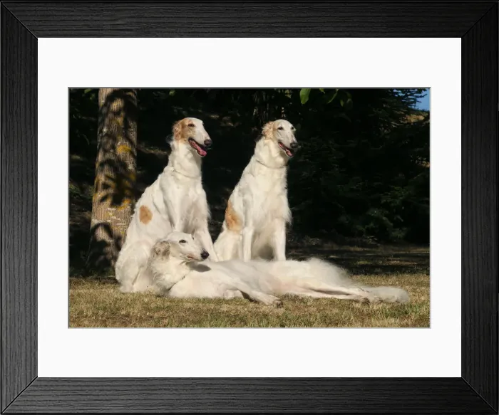 Framed Print : BARZOI. Three Borzoi dogs outdoors Framed Print : BARZOI. Three Borzoi dogs outdoors