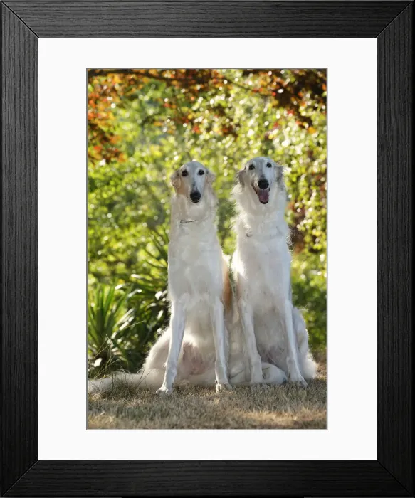 Framed Print : BARZOI. Two Borzoi dogs outdoors in the woods Framed Print : BARZOI. Two Borzoi dogs outdoors in the woods