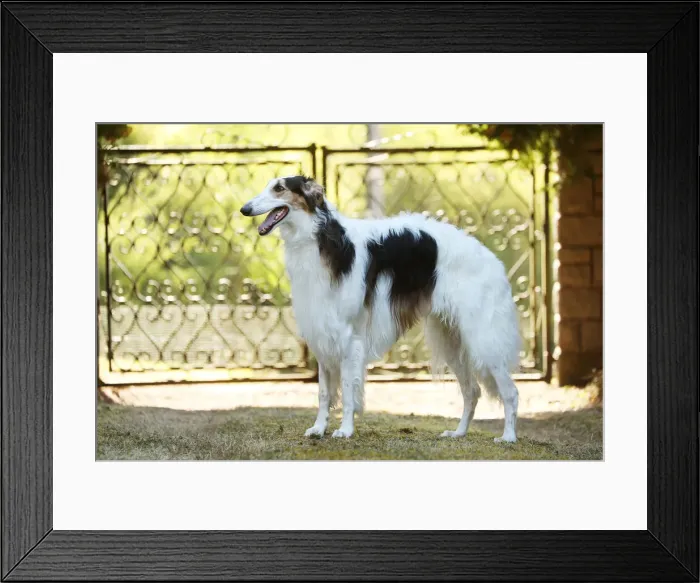 Framed Print : BARZOI. Borzoi dog outdoors beside a pair of gates Framed Print : BARZOI. Borzoi dog outdoors beside a pair of gates