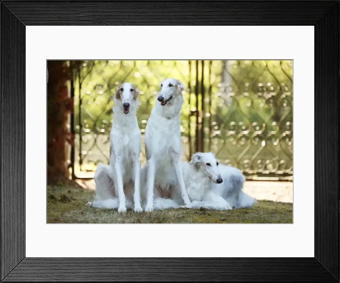 Framed Print : BARZOI. Three Borzoi dogs outdoors beside a pair of gates Framed Print : BARZOI. Three Borzoi dogs outdoors beside a pair of gates