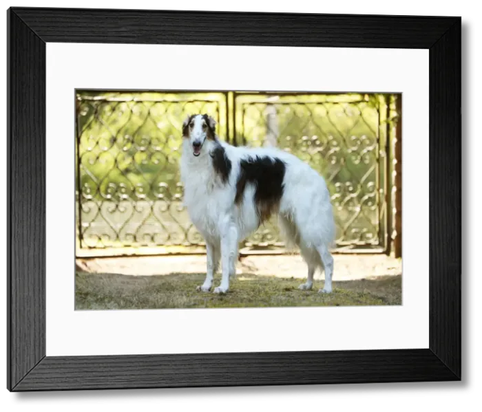 Framed Print : BARZOI. Borzoi dog outdoors beside a pair of gates Framed Print : BARZOI. Borzoi dog outdoors beside a pair of gates