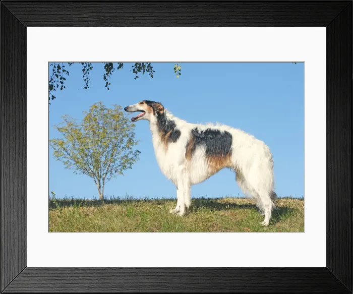 Framed Print : BARZOI. Borzoi dog outdoors Framed Print : BARZOI. Borzoi dog outdoors