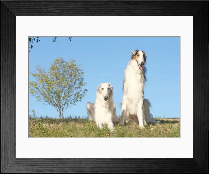 Framed Print : BARZOI. Two Borzoi dogs outdoors Framed Print : BARZOI. Two Borzoi dogs outdoors