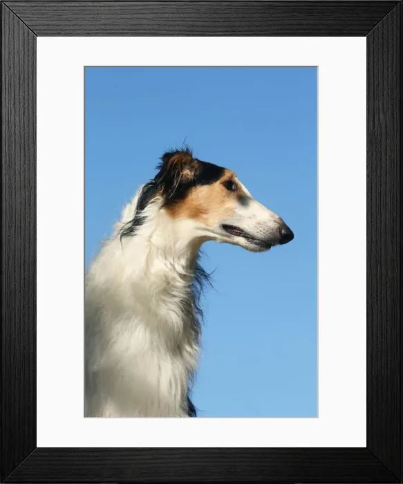 Framed Print : BARZOI. Portrait of a Borzoi dog against blue sky Framed Print : BARZOI. Portrait of a Borzoi dog against blue sky