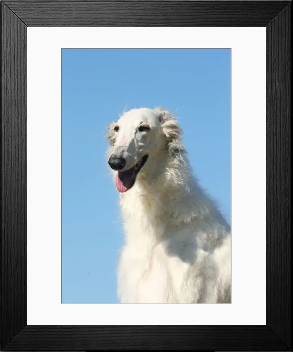 Framed Print : BARZOI. Portrait of a Borzoi dog against blue sky Framed Print : BARZOI. Portrait of a Borzoi dog against blue sky