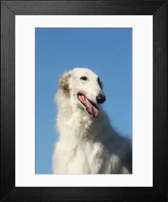 Framed Print : BARZOI. Portrait of a Borzoi dog against blue sky Framed Print : BARZOI. Portrait of a Borzoi dog against blue sky