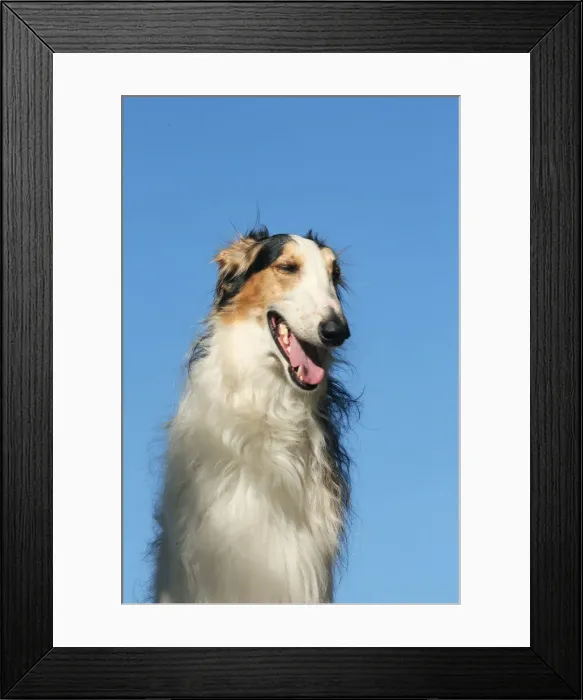 Framed Print : BARZOI. Portrait of a Borzoi dog against blue sky Framed Print : BARZOI. Portrait of a Borzoi dog against blue sky