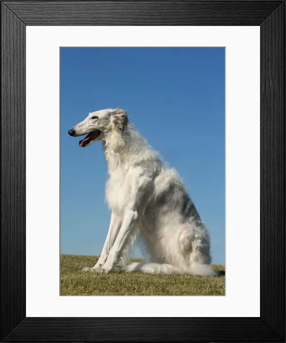 Framed Print : BARZOI. Borzoi dog outdoors Framed Print : BARZOI. Borzoi dog outdoors