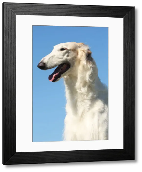Framed Print : BARZOI. Portrait of a Borzoi dog against blue sky Framed Print : BARZOI. Portrait of a Borzoi dog against blue sky