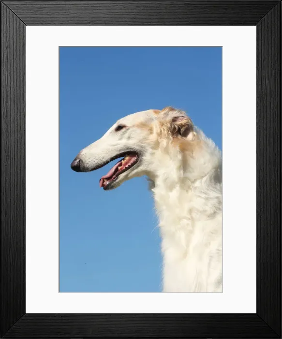 Framed Print : BARZOI. Portrait of a Borzoi dog against blue sky Framed Print : BARZOI. Portrait of a Borzoi dog against blue sky