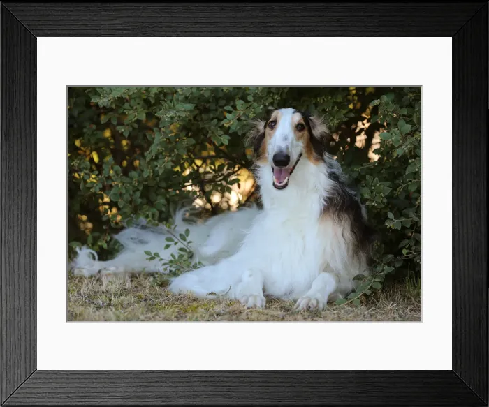 Framed Print : BARZOI. Borzoi dog outdoors Framed Print : BARZOI. Borzoi dog outdoors