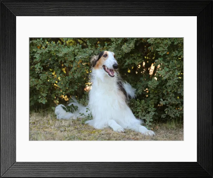 Framed Print : BARZOI. Borzoi dog outdoors Framed Print : BARZOI. Borzoi dog outdoors