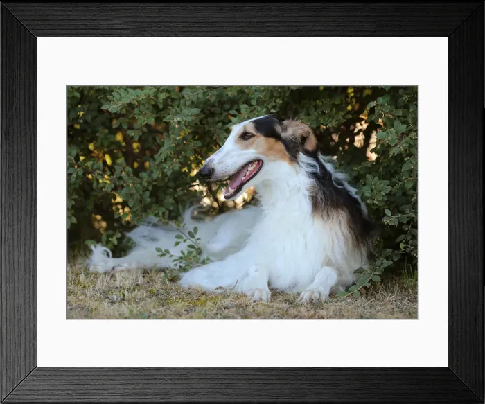 Framed Print : BARZOI. Borzoi dog outdoors Framed Print : BARZOI. Borzoi dog outdoors