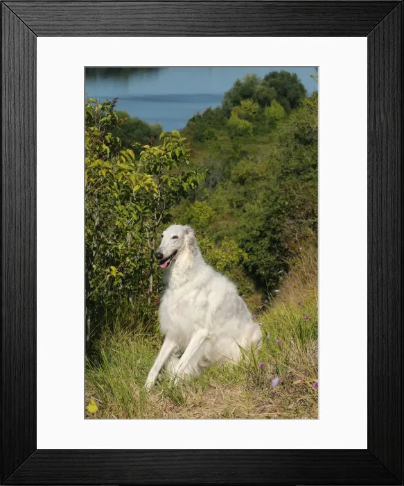 Framed Print : BARZOI. Borzoi dog outdoors Framed Print : BARZOI. Borzoi dog outdoors