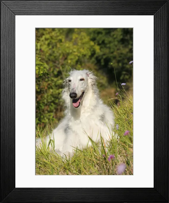 Framed Print : BARZOI. Borzoi dog outdoors Framed Print : BARZOI. Borzoi dog outdoors