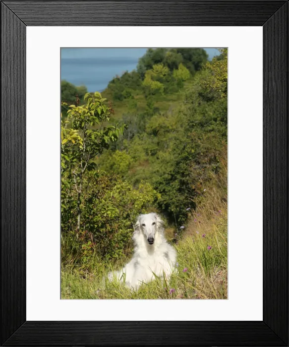 Framed Print : BARZOI. Borzoi dog outdoors Framed Print : BARZOI. Borzoi dog outdoors