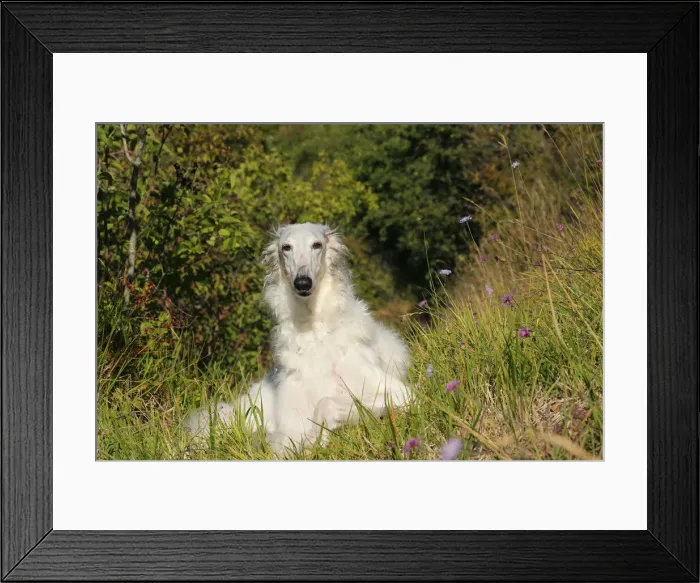 Framed Print : BARZOI. Borzoi dog outdoors Framed Print : BARZOI. Borzoi dog outdoors