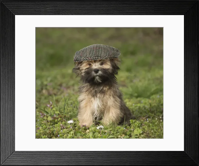 Framed Print : Lhasa Apso puppy in the garden wearing a flat cap Framed Print : Lhasa Apso puppy in the garden wearing a flat cap