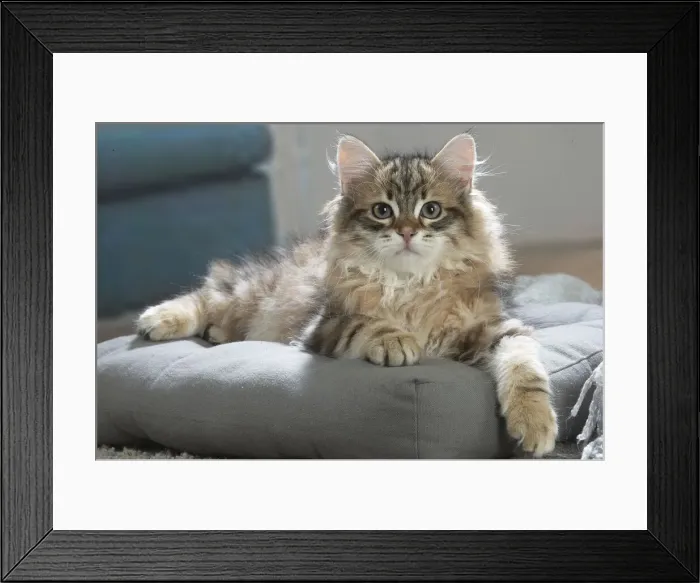 Framed Print : Siberien. Siberian kitten indoors Framed Print : Siberien. Siberian kitten indoors