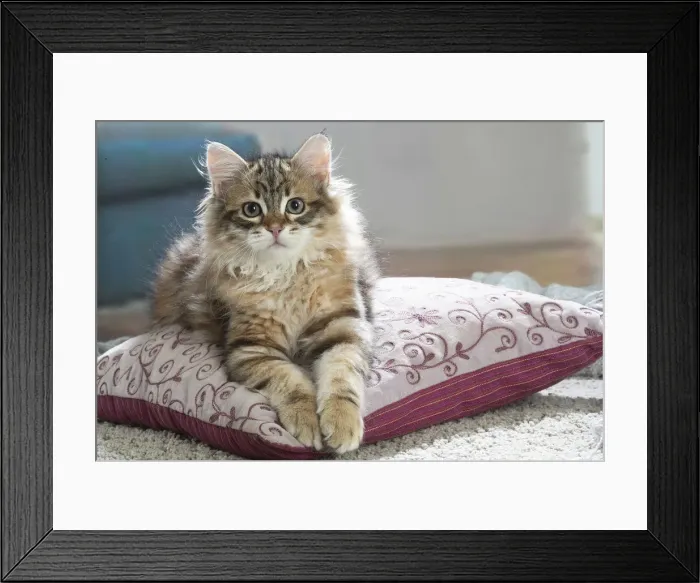Framed Print : Siberien. Siberian kitten indoors Framed Print : Siberien. Siberian kitten indoors