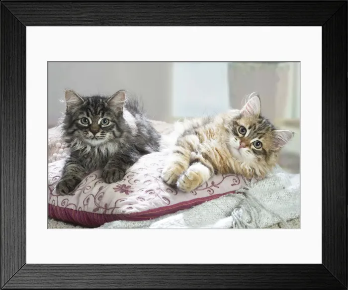 Framed Print : Siberien. Two Siberian kittens indoors Framed Print : Siberien. Two Siberian kittens indoors