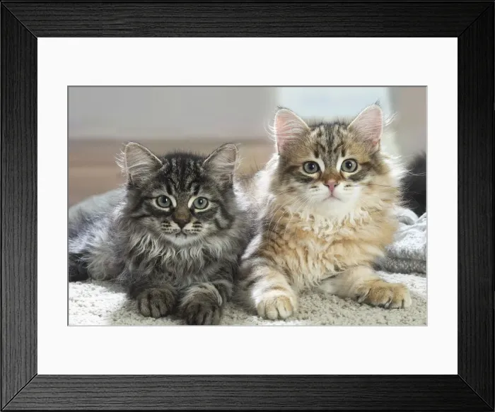 Framed Print : Siberien. Two Siberian kittens indoors Framed Print : Siberien. Two Siberian kittens indoors