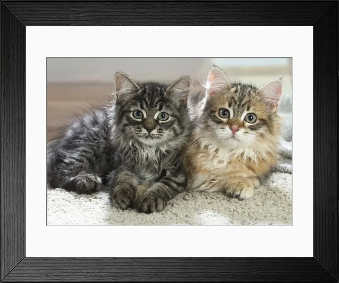 Framed Print : Siberien. Two Siberian kittens indoors Framed Print : Siberien. Two Siberian kittens indoors