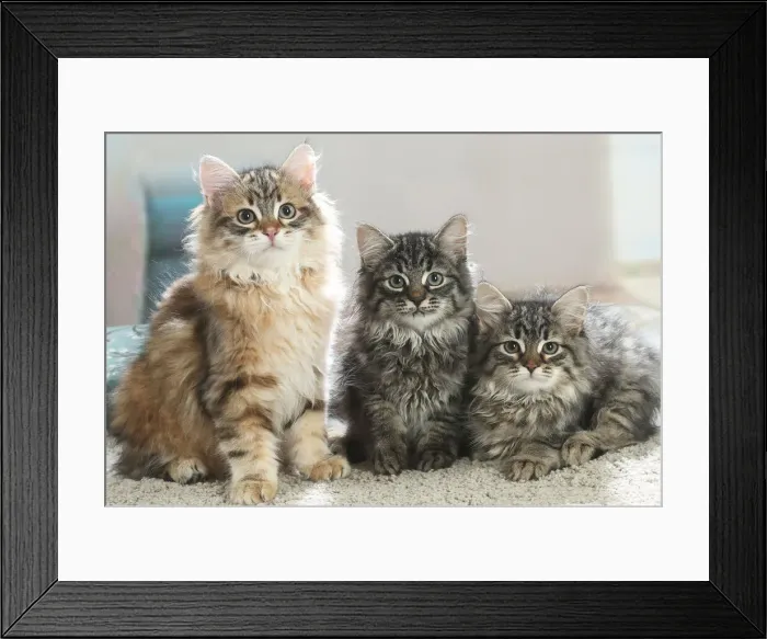 Framed Print : Siberien. Three Siberian kittens indoors Framed Print : Siberien. Three Siberian kittens indoors