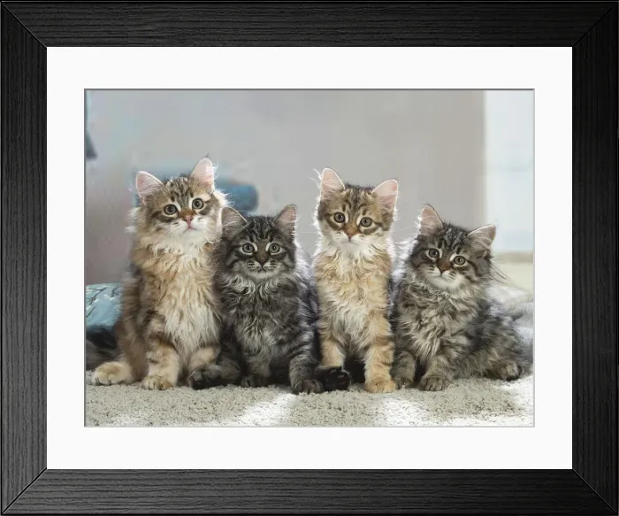 Framed Print : Siberien. Four Siberian kittens indoors Framed Print : Siberien. Four Siberian kittens indoors