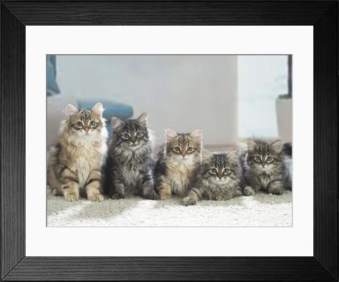 Framed Print : Siberien. Five Siberian kittens indoors Framed Print : Siberien. Five Siberian kittens indoors