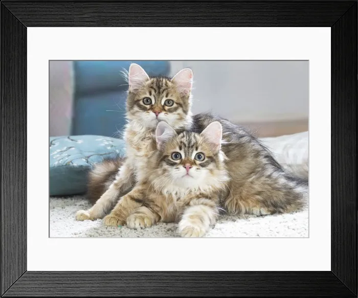 Framed Print : Siberien. Two Siberian kittens indoors Framed Print : Siberien. Two Siberian kittens indoors