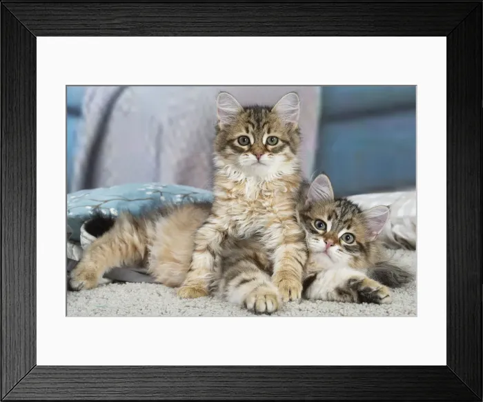 Framed Print : Siberien. Two Siberian kittens indoors Framed Print : Siberien. Two Siberian kittens indoors
