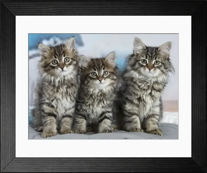 Framed Print : Siberien. Three Siberian kittens indoors Framed Print : Siberien. Three Siberian kittens indoors