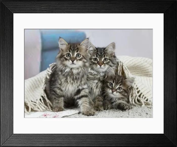 Framed Print : Siberien. Three Siberian kittens indoors Framed Print : Siberien. Three Siberian kittens indoors