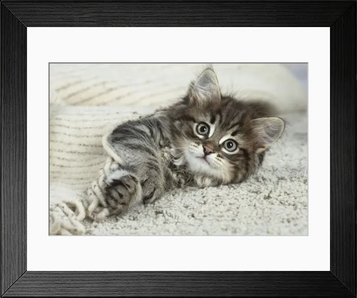 Framed Print : Siberien. Siberian kitten indoors Framed Print : Siberien. Siberian kitten indoors