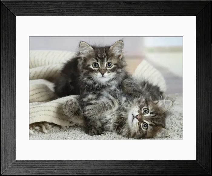 Framed Print : Siberien. Two Siberian kittens indoors Framed Print : Siberien. Two Siberian kittens indoors