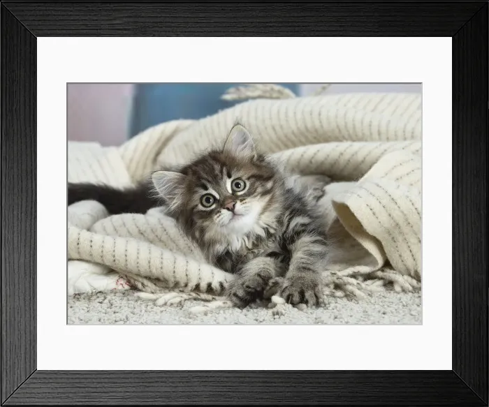 Framed Print : Siberien. Siberian kitten indoors Framed Print : Siberien. Siberian kitten indoors