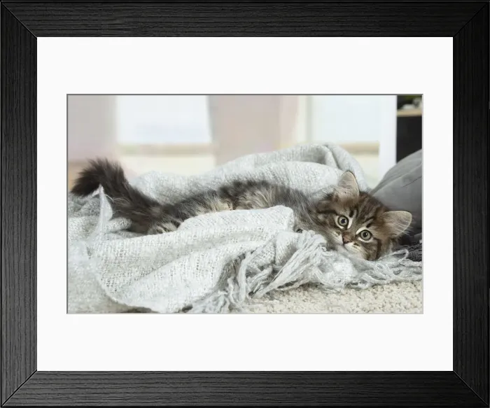 Framed Print : Siberien. Siberian kitten indoors Framed Print : Siberien. Siberian kitten indoors