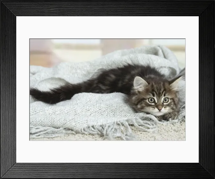 Framed Print : Siberien. Siberian kitten indoors Framed Print : Siberien. Siberian kitten indoors