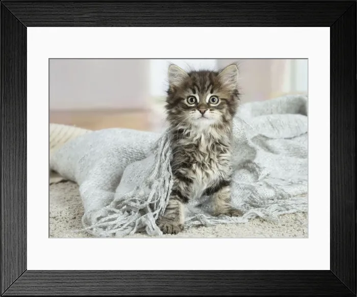 Framed Print : Siberien. Siberian kitten indoors Framed Print : Siberien. Siberian kitten indoors
