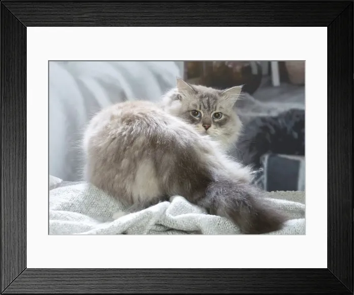 Framed Print : Siberien. Siberian cat indoors Framed Print : Siberien. Siberian cat indoors