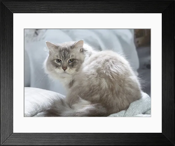 Framed Print : Siberien. Siberian cat indoors Framed Print : Siberien. Siberian cat indoors