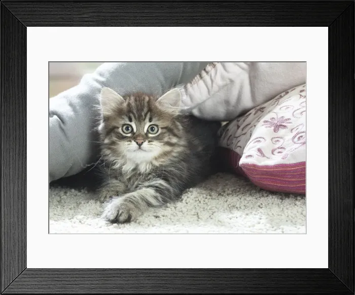 Framed Print : Siberien. Siberian kitten indoors Framed Print : Siberien. Siberian kitten indoors
