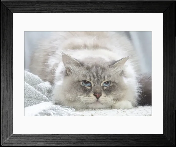 Framed Print : Siberien. Siberian cat indoors Framed Print : Siberien. Siberian cat indoors