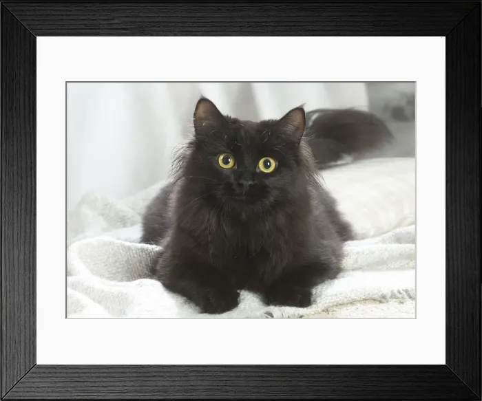 Framed Print : Siberien. Siberian cat indoors Framed Print : Siberien. Siberian cat indoors
