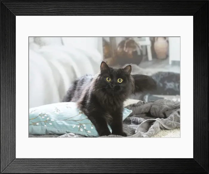 Framed Print : Siberien. Siberian cat indoors Framed Print : Siberien. Siberian cat indoors