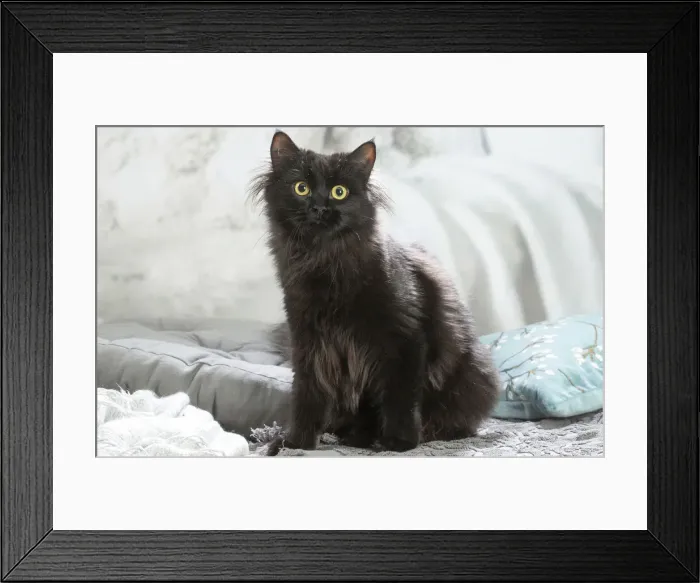 Framed Print : Siberien. Siberian cat indoors Framed Print : Siberien. Siberian cat indoors
